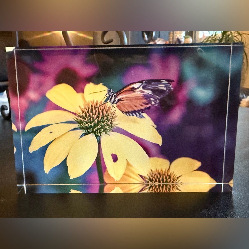Original Photography Acrylic Block Butterfly and Coneflower Art